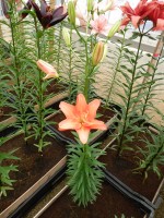 [4010 Ceb Latte No101.JPG]